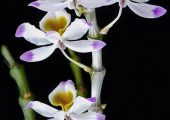 Dendrobium wardianum Warner pictures