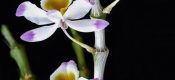 Dendrobium wardianum Warner pictures