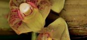 Dendrobium bicameratum pictures