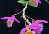 Dendrobium loddigesii Rolfe pictures