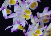 Dendrobium crystallinum Rchb. f.