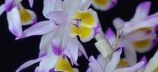 Dendrobium crystallinum Rchb. f.