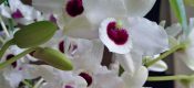 Dendrobium nobile pictures