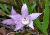 Dendrobium hercoglossum Rchb. F. pictures