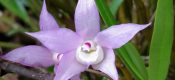 Dendrobium hercoglossum Rchb. F. pictures