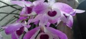 Dendrobium lituiflorum Lindl. Pictures
