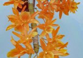 Dendrobium ‘Fire Bird’ pictures