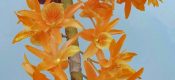 Dendrobium ‘Fire Bird’ pictures