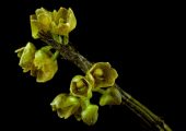 Dendrobium bicameratum