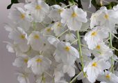 Dendrobium farmeri pictures