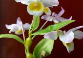 Dendrobium findlayanum Par. Et Rchb. F. pictures