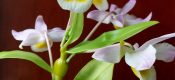 Dendrobium findlayanum Par. Et Rchb. F. pictures