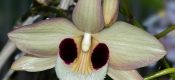 Dendrobium pulchellum pictures