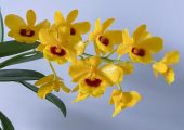 Dendrobium chrysotoxum Lindl. pictures