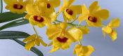 Dendrobium chrysotoxum Lindl. pictures