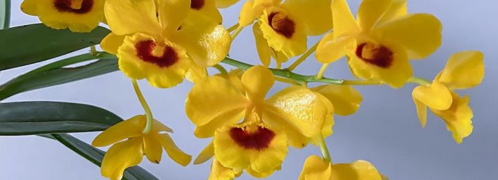 Dendrobium chrysotoxum Lindl. pictures