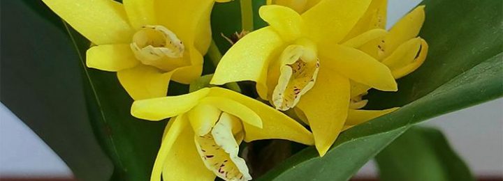 Dendrobium speciosum pictures