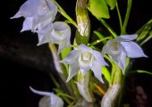 Dendrobium hercoglossum Rchb. F.