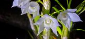 Dendrobium hercoglossum Rchb. F.