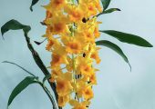 Dendrobium densiflorum Lindl.