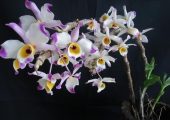 Dendrobium wardianum Warner