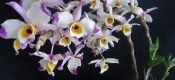 Dendrobium wardianum Warner