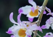 Dendrobium crystallinum Rchb. f.  pictures