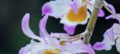 Dendrobium crystallinum Rchb. f.  pictures