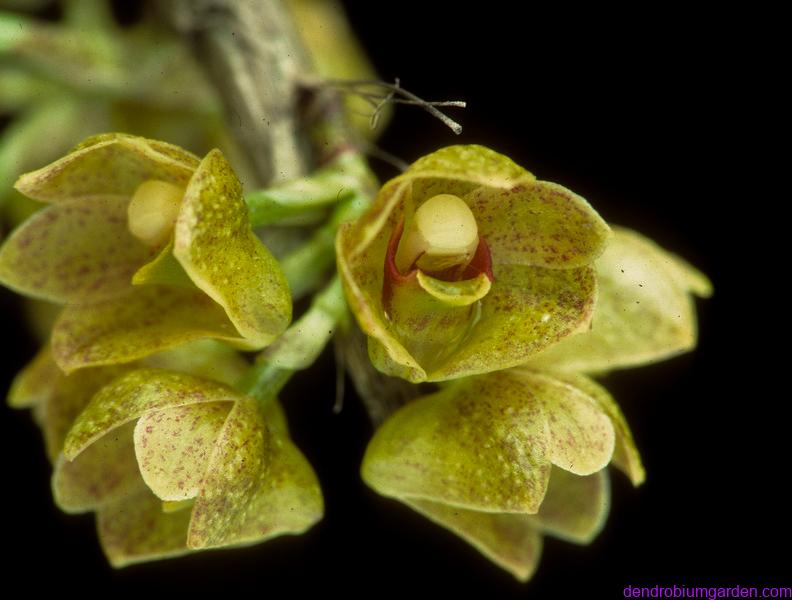 Dendrobium bicameratum