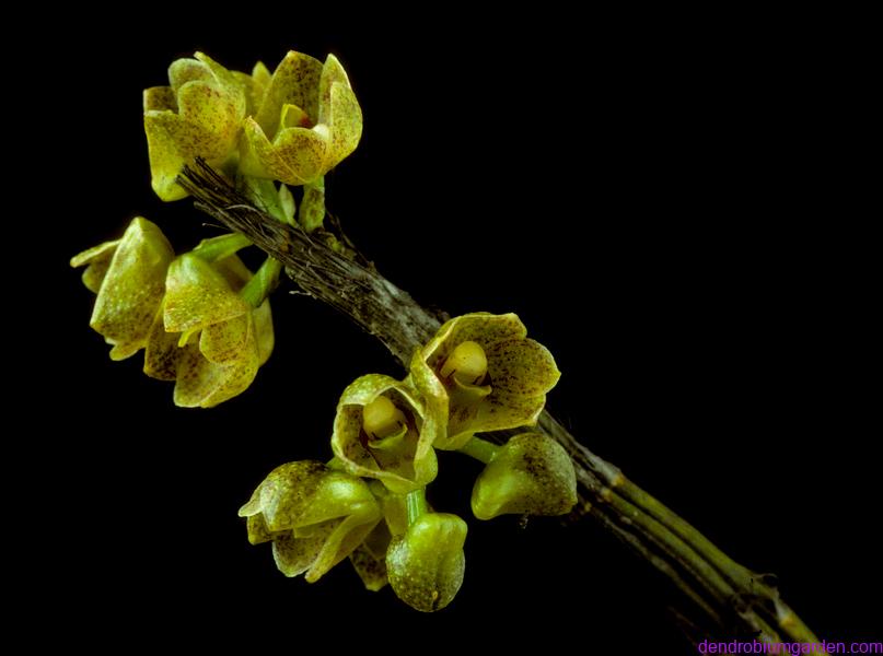 Dendrobium bicameratum