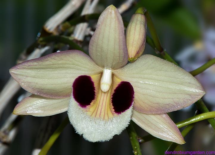 Dendrobium pulchellum pictures