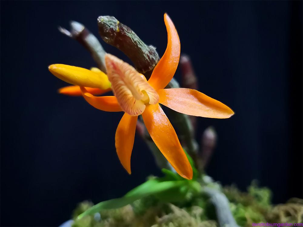Dendrobium unicum pictures