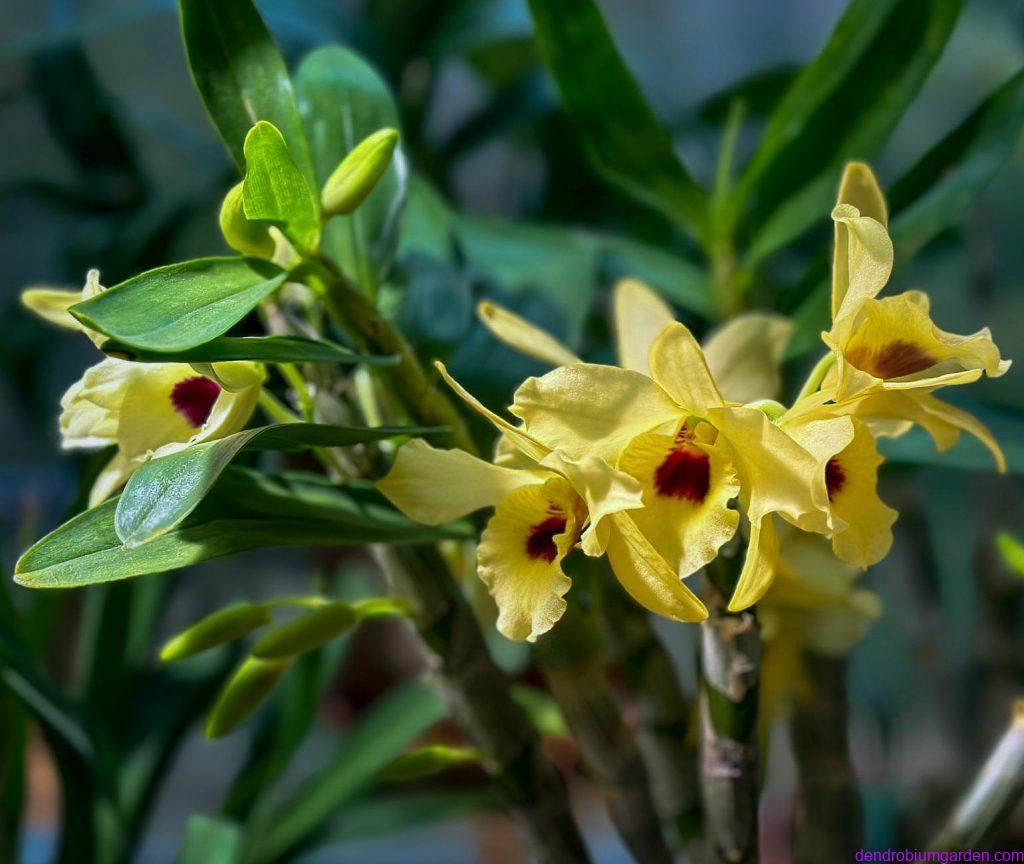 Den.Pittero Gold 'Diamond Ring'