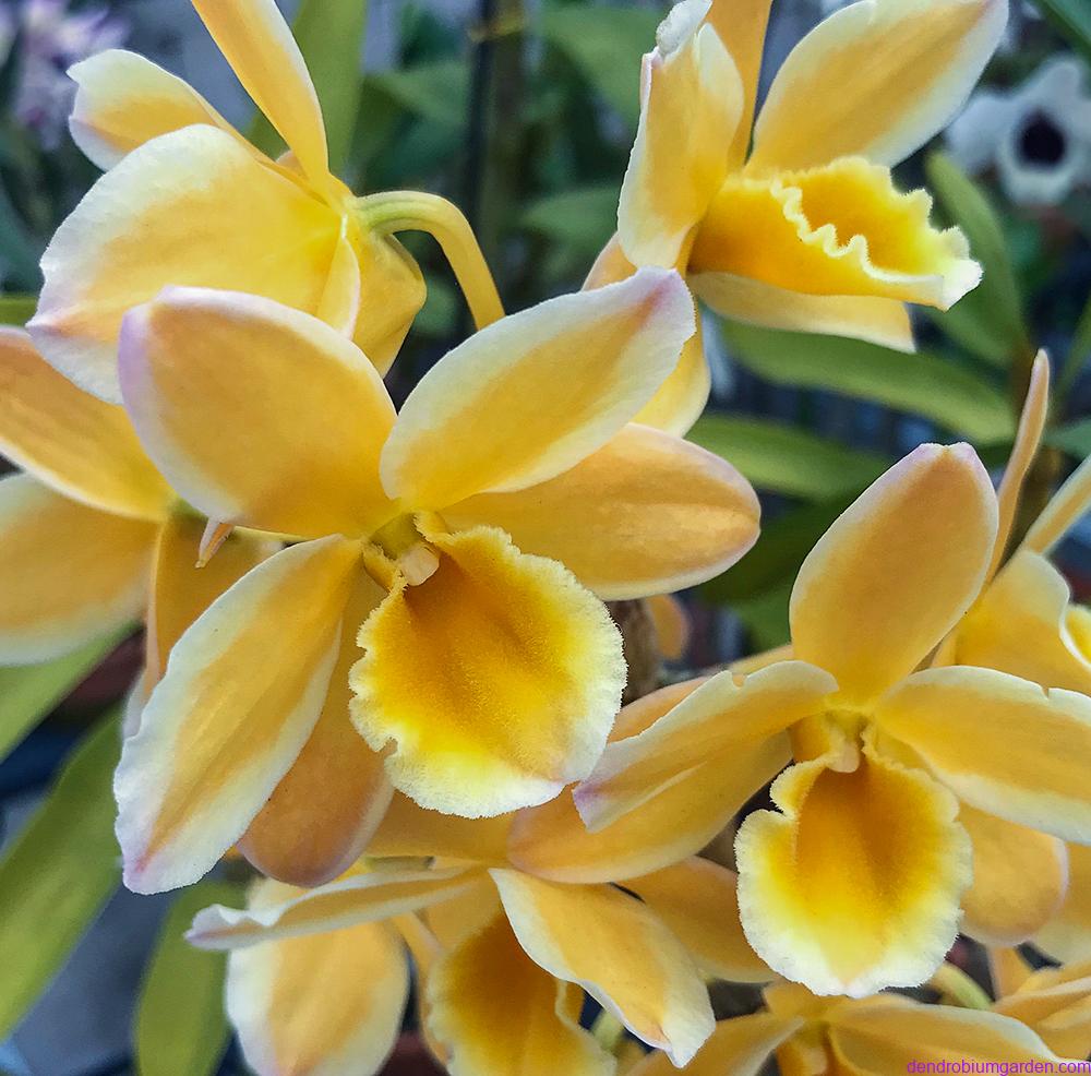 Den.Pittero Gold 'Diamond Ring'