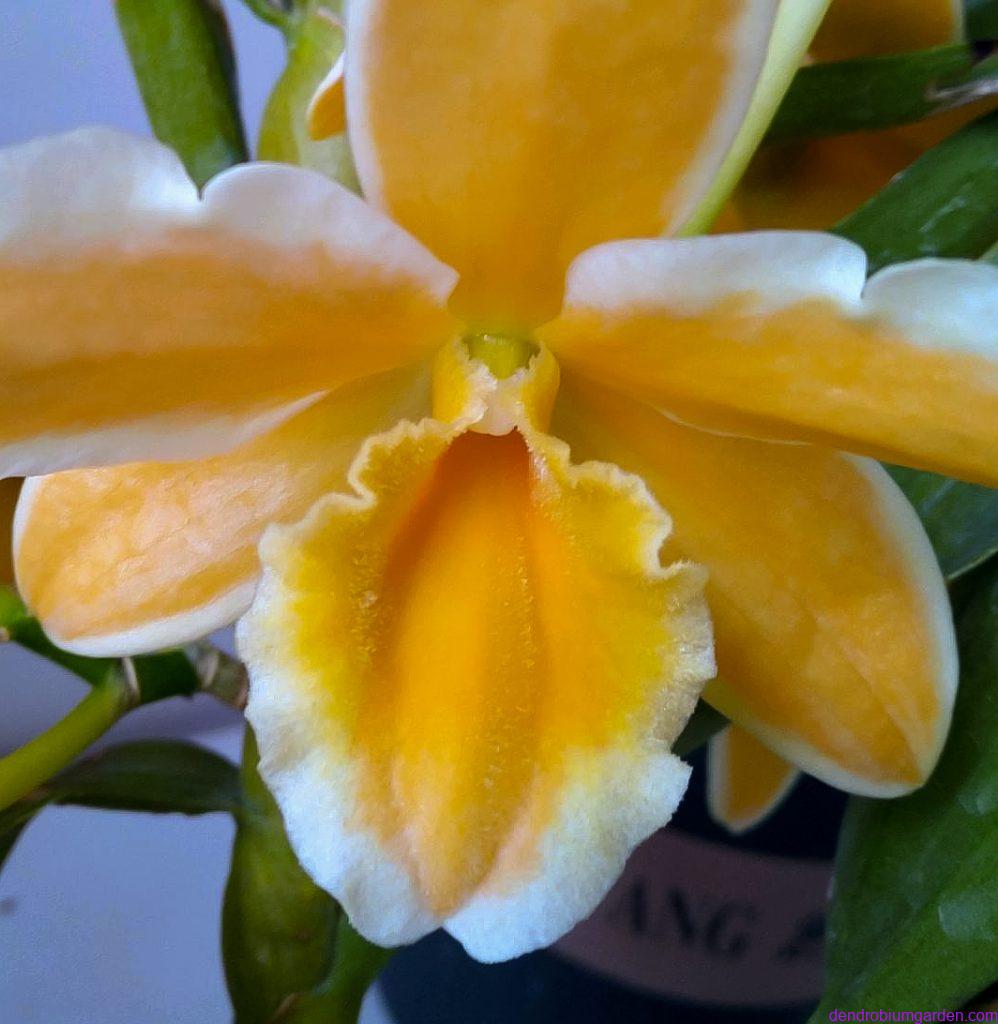 Den.Pittero Gold 'Diamond Ring'