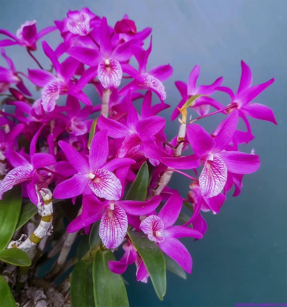 Dendrobium 'Fire Bird'