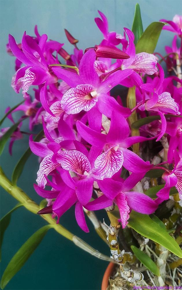 Dendrobium 'Fire Bird'