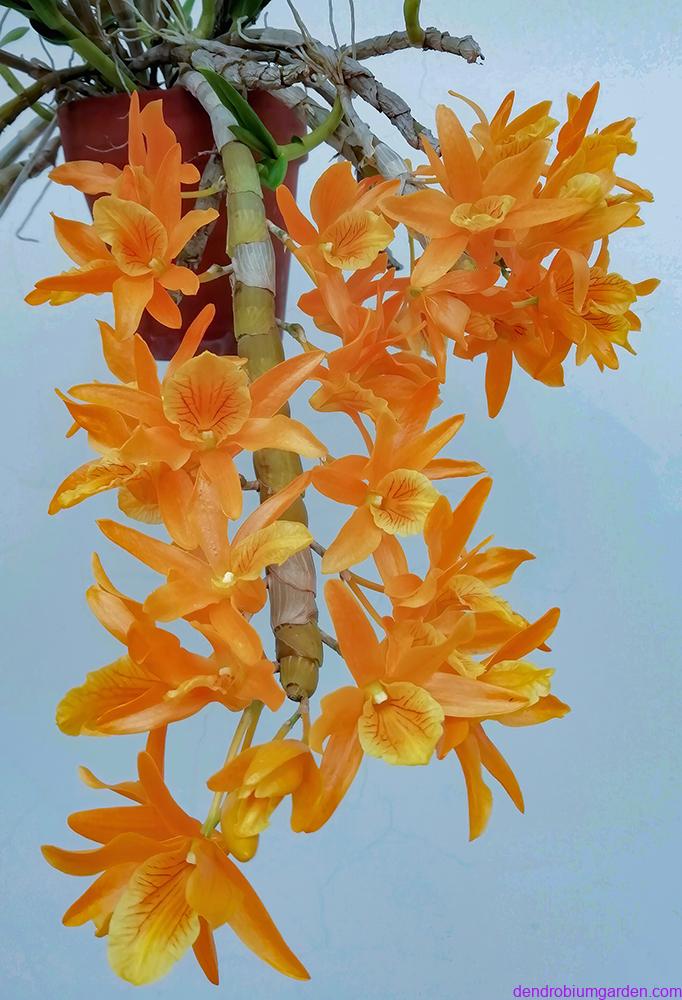 Dendrobium 'Fire Bird'